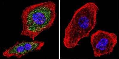 Immunocytochemistry/ Immunofluorescence: AHR Antibody (RPT9) - BSA Free [NB300-515]