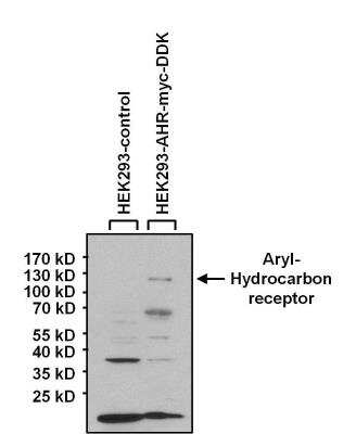 Western Blot: AHR Antibody (RPT9)BSA Free [NB300-515]
