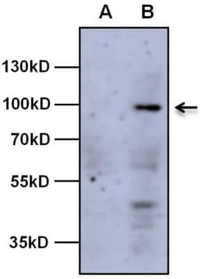 Western Blot: AHR Antibody (RPT9)BSA Free [NB300-515]