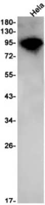 Western Blot: AHR Antibody (S07-1H9) [NBP3-19574]