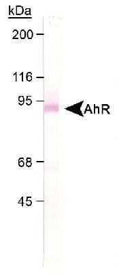Western Blot: AHR AntibodyBSA Free [NB100-2289]