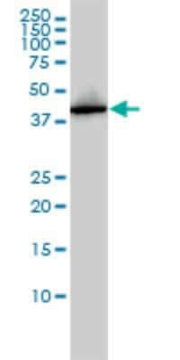 Western Blot: AHSA1 Antibody (1A2-A8) [H00010598-M01]