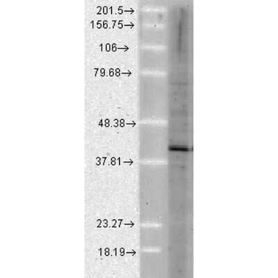 Western Blot: AHSA1 Antibody (25F2.D10)Azide and BSA Free [NBP2-12884]