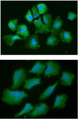 Immunocytochemistry/ Immunofluorescence: AHSA1 Antibody (3E9) - BSA Free [NBP2-59405]