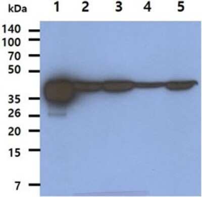 Western Blot: AHSA1 Antibody (3E9)BSA Free [NBP2-59405]