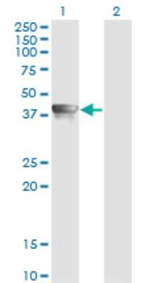 Western Blot: AHSA1 Antibody (4F3-B6) [H00010598-M02]