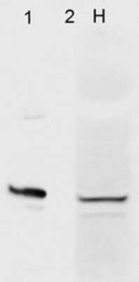 Western Blot: AHSA1 Antibody (4H9-D7) [NBP2-12891]