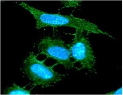 Immunocytochemistry/ Immunofluorescence: AHSA1 Antibody (7A6) - BSA Free [NBP2-59393]