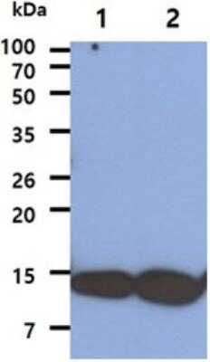 Western Blot: AHSA1 Antibody (7A6)BSA Free [NBP2-59393]