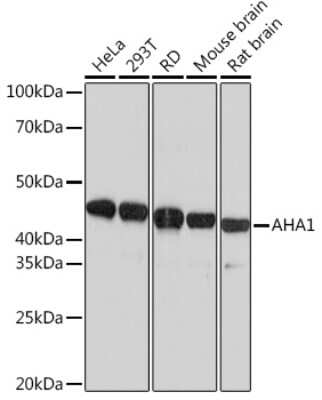 Western Blot: AHSA1 Antibody (8E5H7) [NBP3-16820]