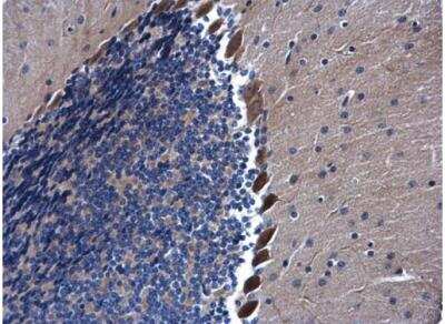 Immunohistochemistry-Paraffin: AHSA1 Antibody [NBP1-33298]