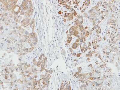 Immunohistochemistry-Paraffin: AHSA1 Antibody [NBP2-15311]