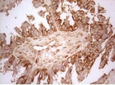 Immunohistochemistry: AHSA1 Antibody (OTI1D2) - Azide and BSA Free [NBP2-71608]