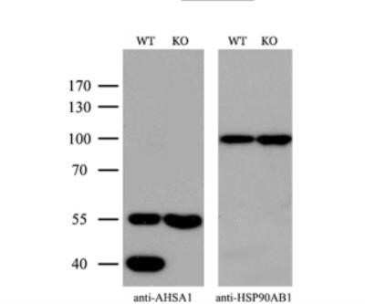 Knockout Validated: AHSA1 Antibody (OTI1D2) - Azide and BSA Free [NBP2-71608]