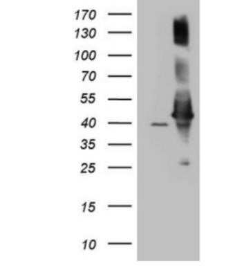 Western Blot: AHSA1 Antibody (OTI1D2)Azide and BSA Free [NBP2-71608]