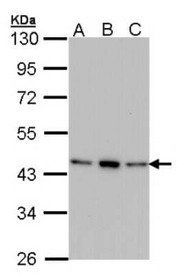 Western Blot: AHSA1 Antibody [NBP1-33298]