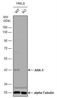 Knockout Validated: AHSA1 Antibody [NBP1-33298]