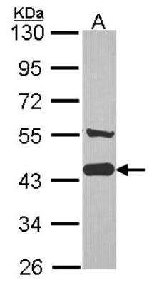 Western Blot: AHSA1 Antibody [NBP2-15311]
