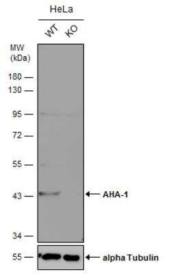 Knockout Validated: AHSA1 Antibody [NBP2-15311]