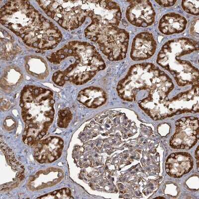 Immunohistochemistry-Paraffin: AHSA2 Antibody [NBP2-14275]