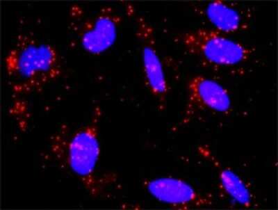 Proximity Ligation Assay: AIBZIP Antibody (3E3) [H00148327-M01]