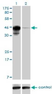 Western Blot: AIBZIP Antibody (3E3) [H00148327-M01]