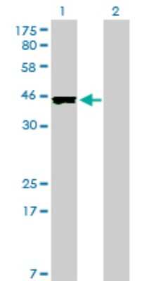 Western Blot: AIBZIP Antibody (3E3) [H00148327-M01]