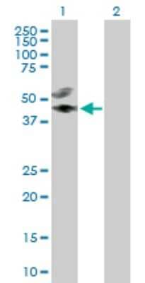 Western Blot: AIBZIP Antibody [H00148327-D01P]