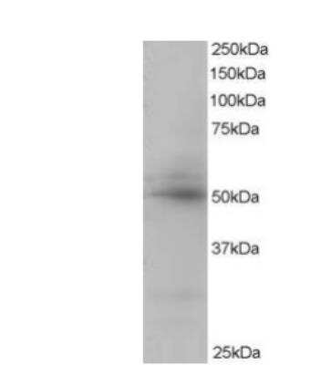 Western Blot: AIBZIP Antibody [NB100-1015]