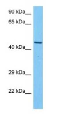 Western Blot: AIBZIP Antibody [NBP3-10830]