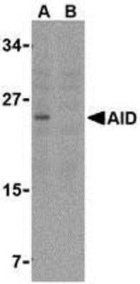 Western Blot: AICDA AntibodyBSA Free [NBP1-77235]