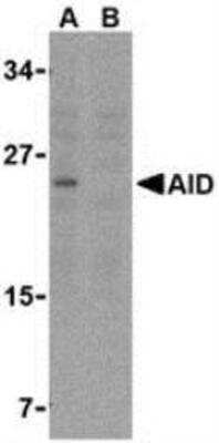 Western Blot: AICDA Antibody Blocking Peptide [NBP1-77235PEP]