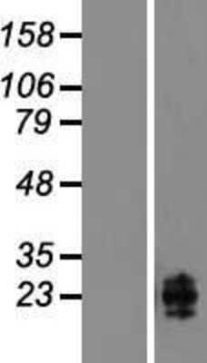 Western Blot: AICL/CLEC-2B Overexpression Lysate [NBL1-09257]