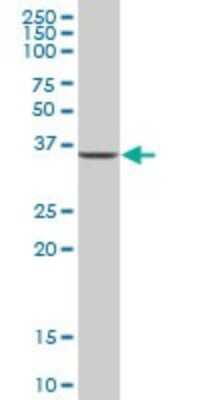 Western Blot: AIDA Antibody [H00064853-B01P]