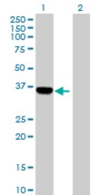 Western Blot: AIDA Antibody [H00064853-B01P]