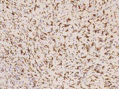 Immunohistochemistry-Paraffin: AIF-1/Iba1 Antibody (031) [NBP2-90271]