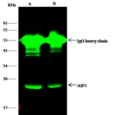 Immunoprecipitation: AIF-1/Iba1 Antibody (145) [NBP2-90272]
