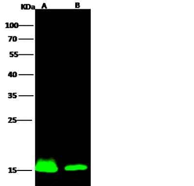 Western Blot: AIF-1/Iba1 Antibody (145) [NBP2-90272]