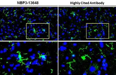 Immunohistochemistry-Frozen: AIF-1/Iba1 Antibody (HL22) [NBP3-13648]