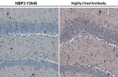 Immunohistochemistry-Paraffin: AIF-1/Iba1 Antibody (HL22) [NBP3-13648]