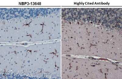 Immunohistochemistry-Paraffin: AIF-1/Iba1 Antibody (HL22) [NBP3-13648]