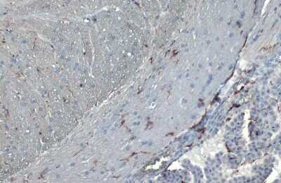 Immunohistochemistry-Paraffin: AIF-1/Iba1 Antibody (HL22) [NBP3-13648]