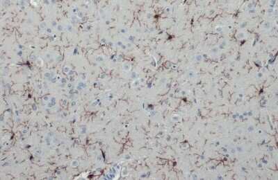 Immunohistochemistry-Paraffin: AIF-1/Iba1 Antibody (HL22) [NBP3-13648]