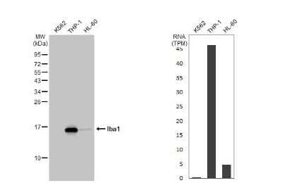 Western Blot: AIF-1/Iba1 Antibody (HL22) [NBP3-13648]