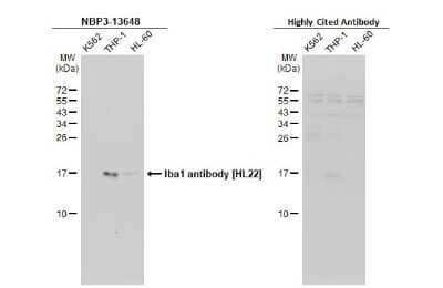 Western Blot: AIF-1/Iba1 Antibody (HL22) [NBP3-13648]