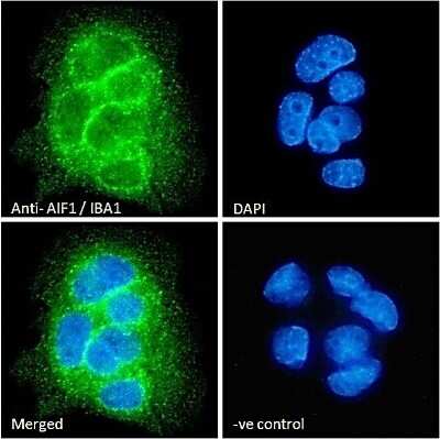 Immunocytochemistry/ Immunofluorescence: AIF-1/Iba1 Antibody [NB100-2833]