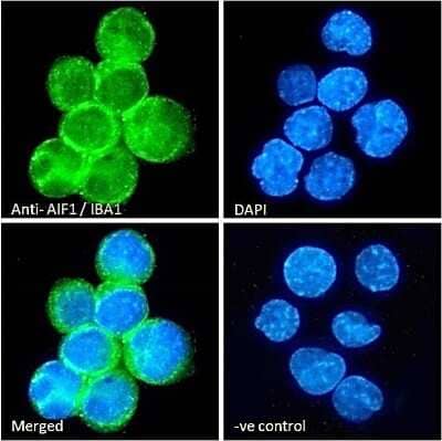 Immunocytochemistry/ Immunofluorescence: AIF-1/Iba1 Antibody [NB100-2833]