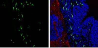 Immunohistochemistry-Frozen: AIF-1/Iba1 Antibody [NBP2-19019]