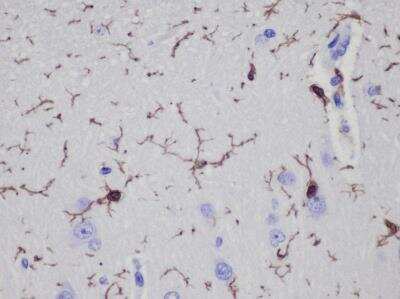 Immunohistochemical Detection of AIF-1/Iba1 in Paraffin Embedded Canine Brain