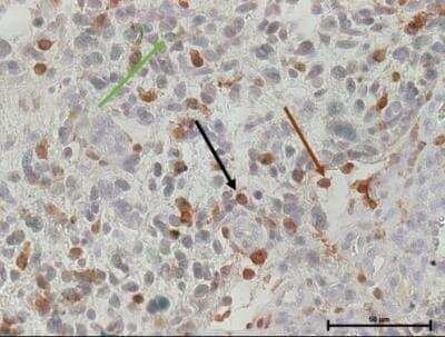 Staining of AIF-1/Iba1 in Paraffin Embedded Tissue